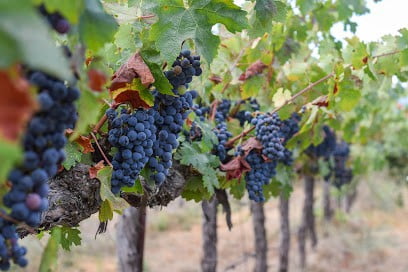 sonoma limo wine tours