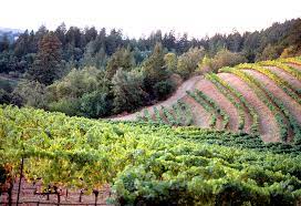 sonoma limo wine tours