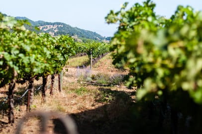 sonoma limo wine tours