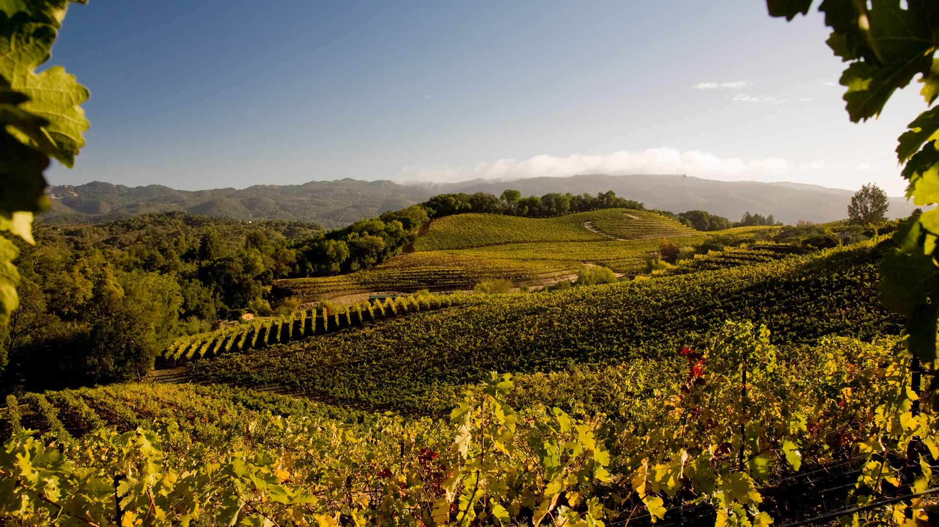 View of Napa valley wine country. Landscape vineyard photography, wine tours with Santarosa.limo company